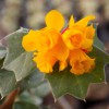 Berberis darwinii