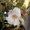 Camellia cus. Cornish Snow