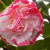 Camellia jap. Margaret Davis