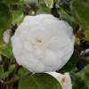 Camellia jap. Noblissima