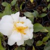 Camellia jap. Silver Anniversary