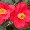 Camellia jap. Sylva