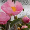 Camellia sas. Plantation Pink