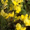 Cytisus x praecox Allgold