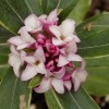 Daphne odo. Aureomarginata