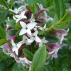 Daphne tangutica