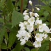 Deutzia x kalmiiflora