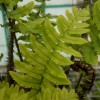 Dryopteris Cycadina