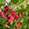 Escallonia rub. var. Macrantha