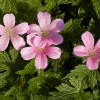 Geranium wargrave pink