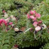 Grevillea lan. Mount Tamboritha