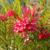 Grevillea Olympic Flame