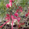 Grevillea rosmarinifolia Jenkinsii