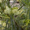 Grevillea Yellow