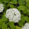 Hydrangea arb. Annabelle