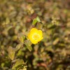 Hypericum Rowallane