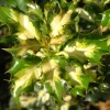 Ilex aqu. Silver Milkmaid (M)