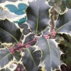 Ilex aqu. Silver Queen (M)