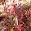 Leucothoe font. Scarletta