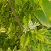 Ligustrum ova. Aurea