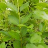 Ligustrum ovalifolium