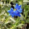 Lithodora diffusa Heavenly Blue