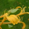 Lonicera hildebrandiana