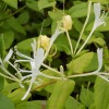 Lonicera sim Delavayi