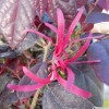 Loropetalum chi. Firedance