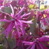 Loropetalum chi. Rubrum Blush