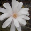 Magnolia Stellata