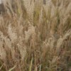 Miscanthus sin. Kleine Silberspinne