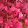 Nandina dom. Fire Power