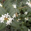 Osmanthus delavayi