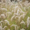 Pennisetum orientale