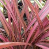 Phormium Evening Glow