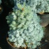 Picea Arnessens Blue