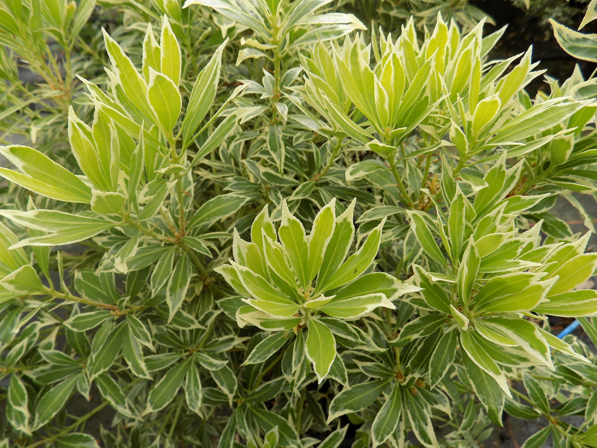 variegata pieris jap