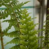 Polystichum Herrenhausen