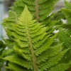 Polystichum Setiferum Congestum