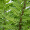 Polystichum Tsus-Simense