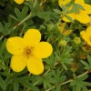 Potentilla Goldfinger