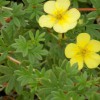 Potentilla Katherine Dykes