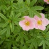 Potentilla Lovely Pink