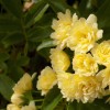 Rosa banksiae Lutea