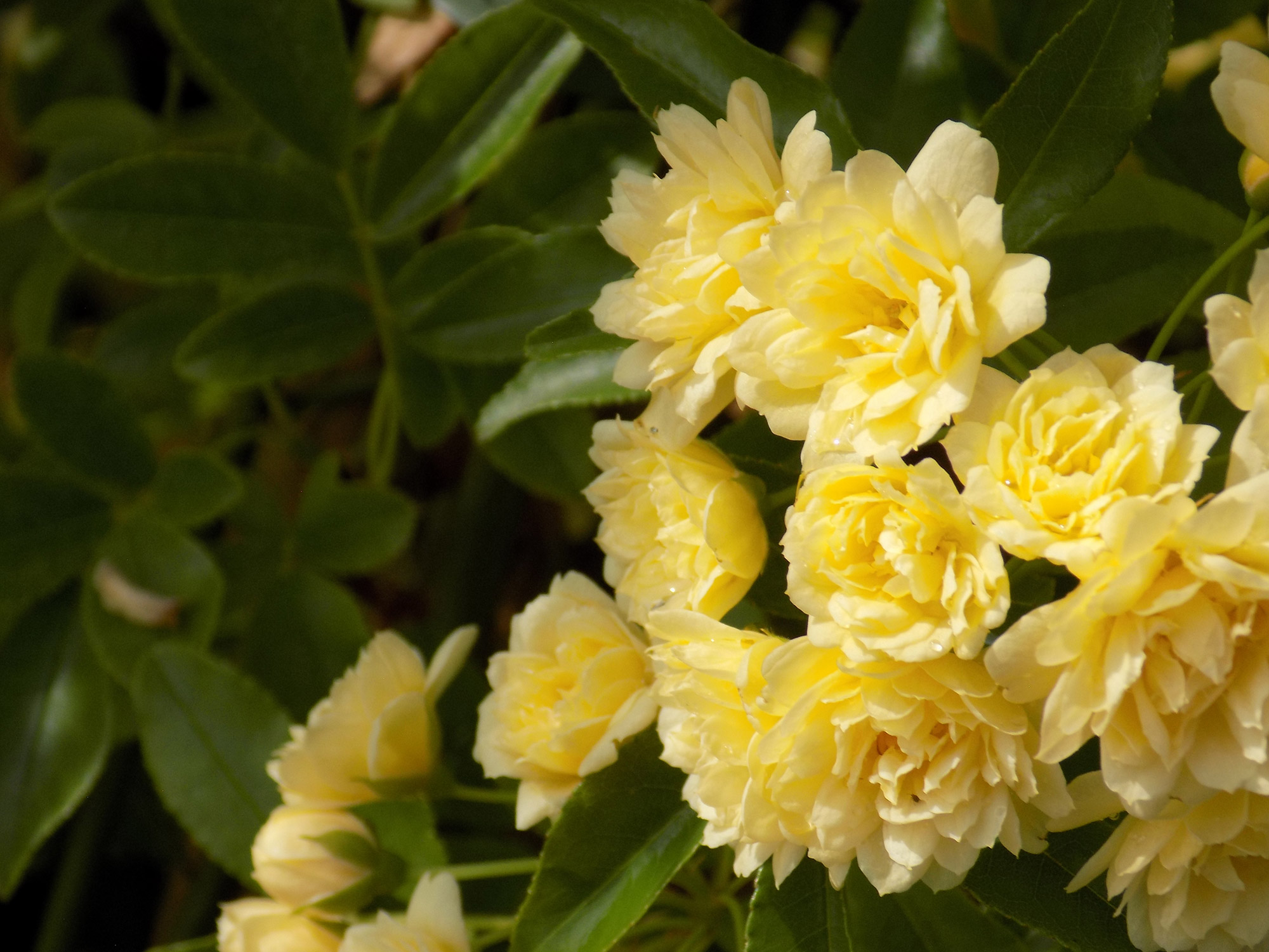 Rosa banksiae Lutea Shallowmead