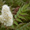 Sorbaria sorbifolia Sem **