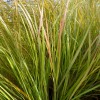 Stipa arundinacea