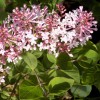 Syringa Josee