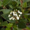 Viburnum tinus